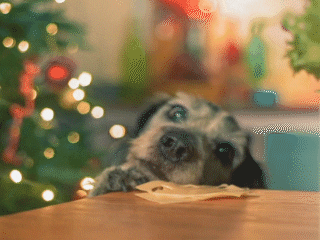 everwhatproductions giphyupload funny dog cheese GIF