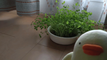 Bean seedlings grew up.γchick people Piyo θ±θγθ²γ£γγ΄γ