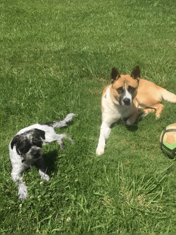 coopknowscrypto dogs puppies wolfgang hot dog summer GIF
