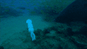 marine life dolphins GIF by ThirteenWNET