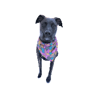 Serious Dog Sticker by Geekster Pets