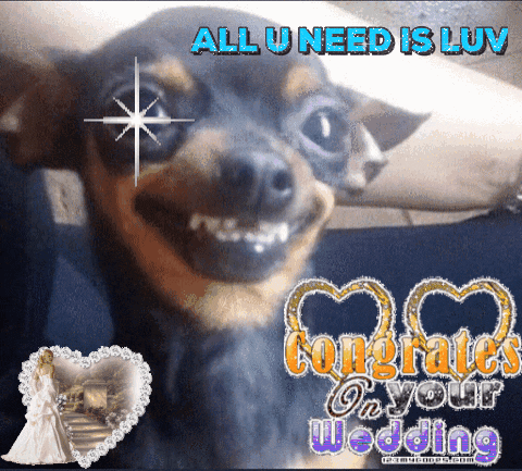 just married dog GIF by Romy