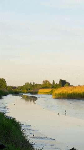 Komono-SoMe giphyupload GIF