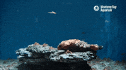 red crab swimming GIF by Monterey Bay Aquarium