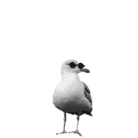 Seagull Moewe Sticker by DEICHBRAND Festival 