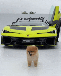 Pomeranian Omg GIF
