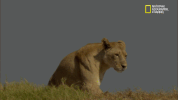big cat week GIF by Nat Geo Wild 