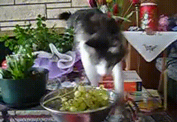 cats grapes GIF by Cheezburger