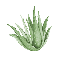Dermatherm skincare aloe aloe vera ingredient Sticker