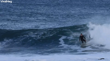 Surfer Dropped In By A Seal ViralHog.mp4