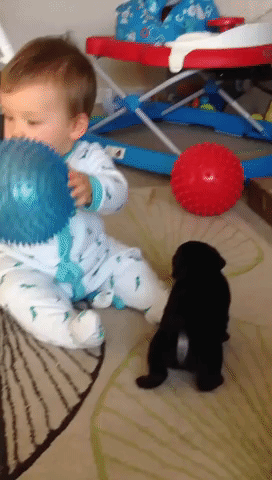 Puppy Tries in Vain to Catch Baby's Attention