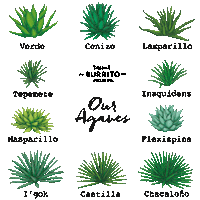 Mezcal Agave Sticker by Maguey Spirits
