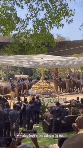 Elephants Presented With Giant Pyramid of Food as Thailand Celebrates National Elephant Day
