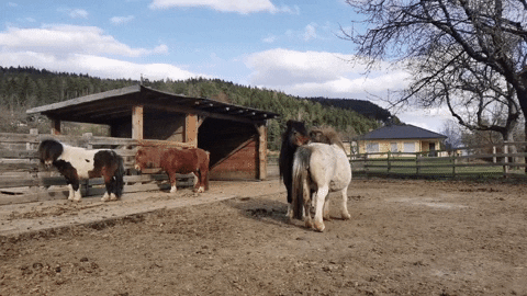 ponyklippklapp giphygifmaker care pony pferd GIF
