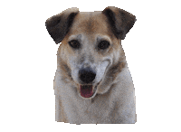 New Post Helping Sticker by helpinganimalsromania