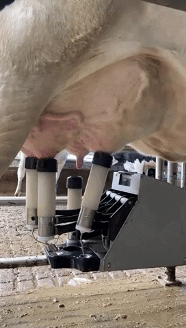Merlin Ams GIF by totaldairymanagement