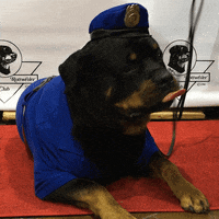 dog show GIF by Westminster Kennel Club