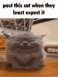 Grey Cat GIF