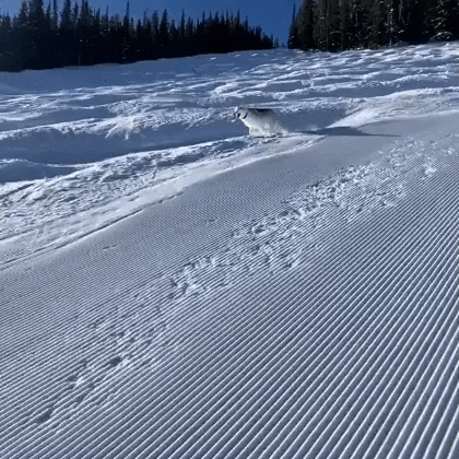 GIF by The Dodo