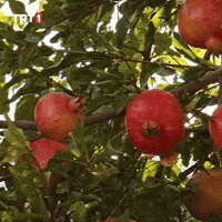 How To Wow GIF by TRT