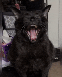 Black Cat GIF