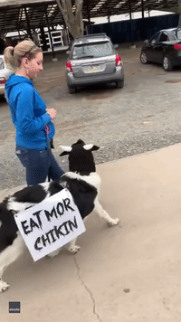Dog Dressed as Chick-fil-A Cow for Halloween