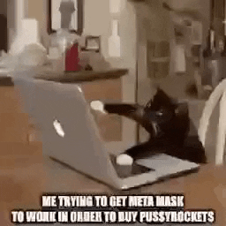 Sexy Cat GIF by PussyRocket