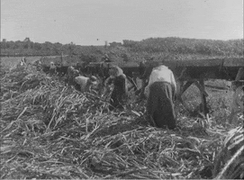 Sugar Cane Vintage GIF by US National Archives