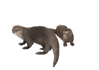 mujeeny  Sticker