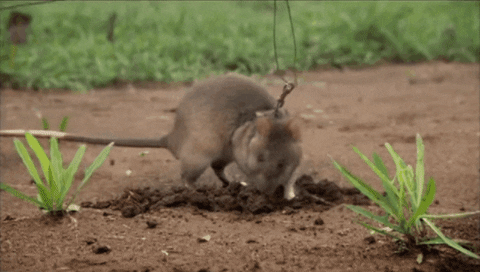 mine s GIF