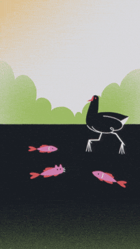Poule GIF