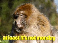 Another One Friday GIF by Sealed With A GIF