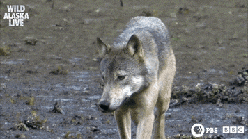 wild alaska wolf GIF by PBS