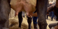 episode 4 abc GIF by The Bachelor