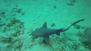 GIF by Dolphin Discovery