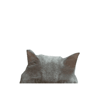 Cute Cat Sticker by mammamiacovers