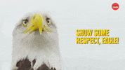 Turkey Facts GIF by BuzzFeed