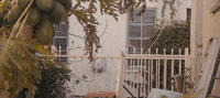 duckwrth boy duckwrth GIF