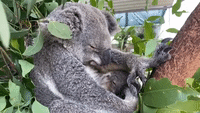 Sydney Zoo's Koala Joey Emerges in Time for Australian Mother's Day