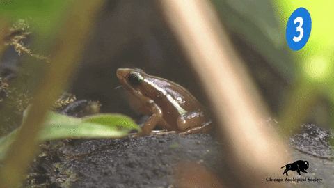 Warning Dart Frog GIF by Brookfield Zoo