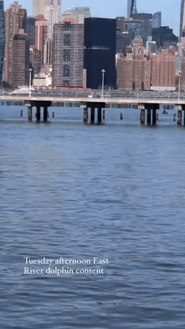 Dolphins Spotted in New York City's East River