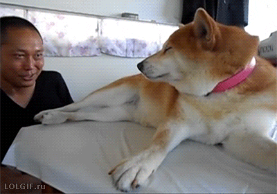 perro GIF