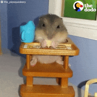 hamster eating GIF by The Dodo