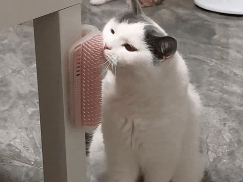 tuahpet giphyupload tuah pet catbrush tuah pet GIF