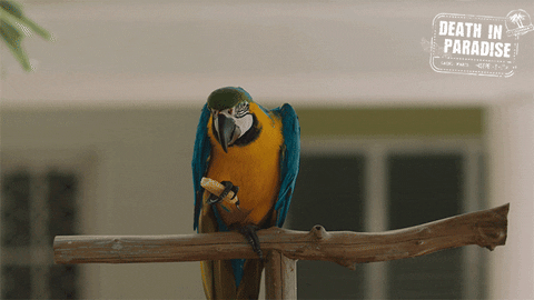 Parrot GIF by Death In Paradise