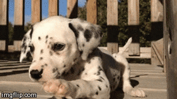 puppy dalmatian GIF