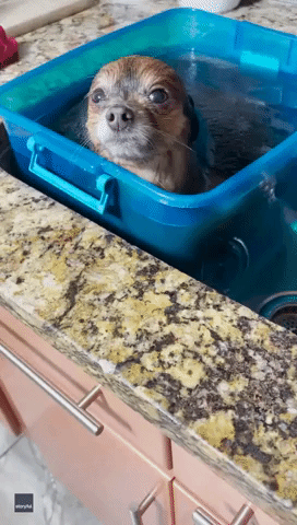 Placid Pomeranian Enjoys Blissful First Bath and Toothbrush Scrub
