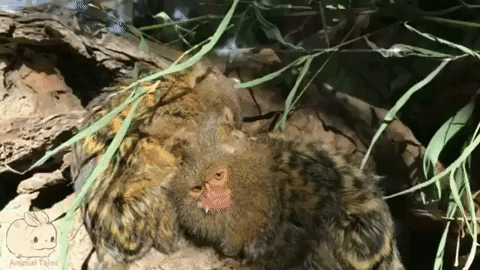 pygmy marmoset GIF