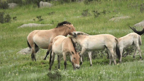 honeycombhippie giphyupload wild horses przewalski przewalski horse GIF