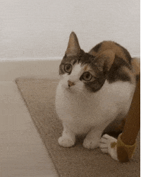 Cat Nu GIF